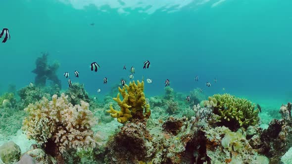 Coral Reef with Fish Underwater. Bohol, Philippines.