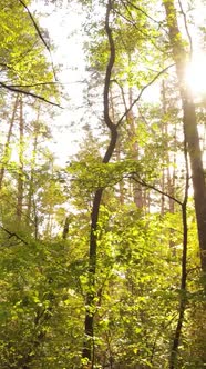 Vertical Video Forest with Trees in the Fall