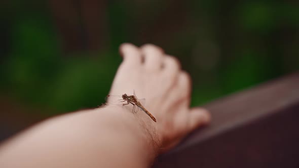 Cute Dragonfly Flies Up From Man Arm in Summer Morning