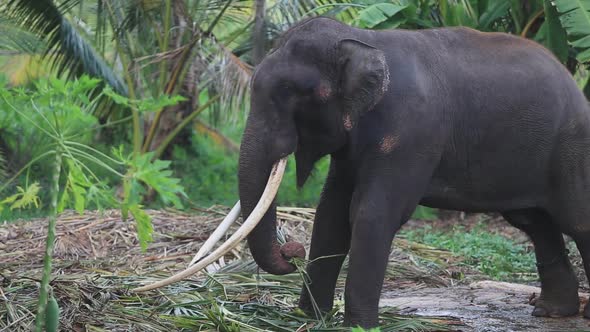 Elephant with large tuskers pulls against a chain in a jungle