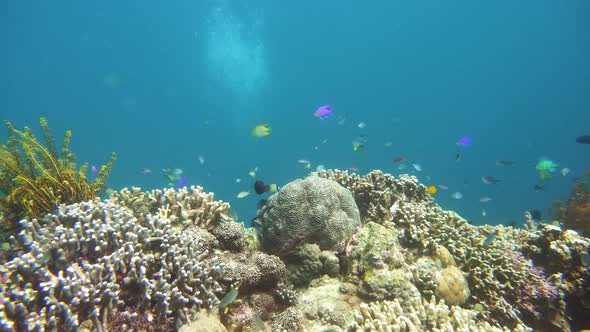 Coral Reef and Tropical Fish. Camiguin, Philippines