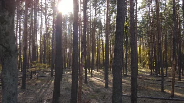 Forest with Trees in the Fall During the Day