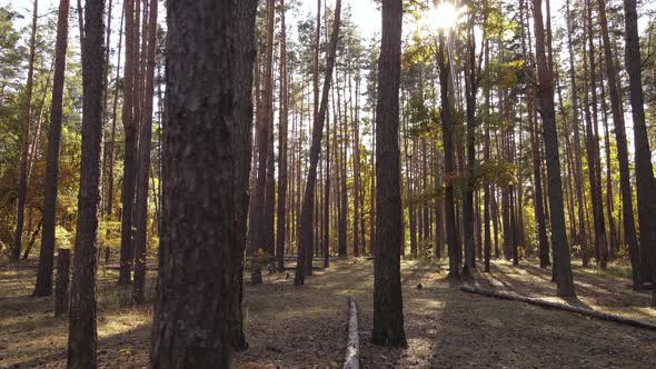 Trees in the Forest on an Autumn Day