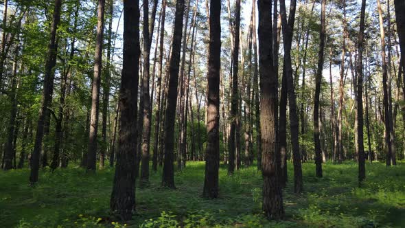 Wild Forest Landscape on a Summer Day