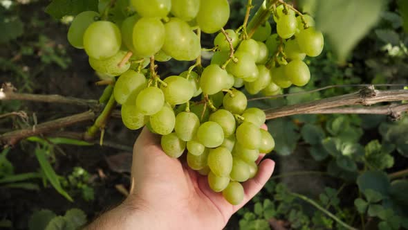 Closeup of Farmers Hand Holding and Checking Ripe White Grapes on Grapevine in Vineyard