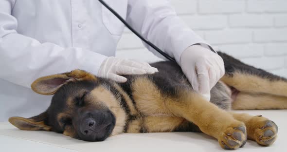 Veterinarian Examining Cute Puppy with Stethoscope