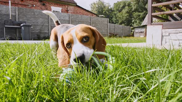 Dog Beagle Playing at Grass in a Green Park with Favourite Toy