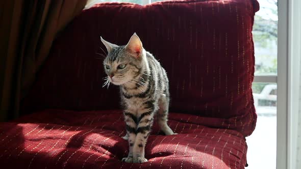 Cute American Short Cat Hair Standing On Sofa