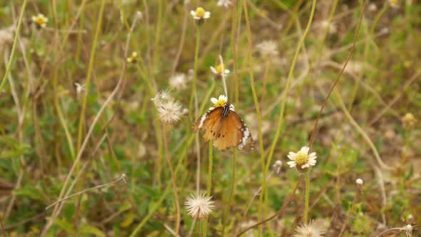 Grass and Butterfly