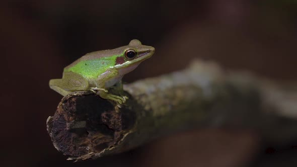 Malayan White-lipped Tree Frog jumping out of frame from tree branch in jungle. Slow motion