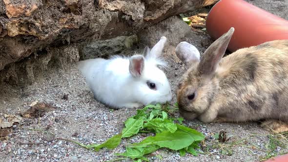 A Fluffy White Rabbit Crawls Out of Its Burrow for a Fresh Portion of Green Grass Which It Takes