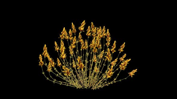 Yellow Calluna Growing alt
