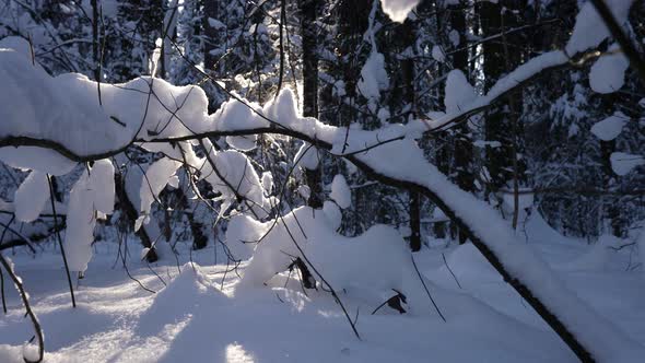 Winter Landscape in Forest Snowy Branches of Trees Against Soft Sun