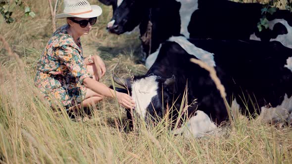 Woman In Hat Touching And Caress Cow. Farm Animals In Summer Carefree Tourist In Dress.