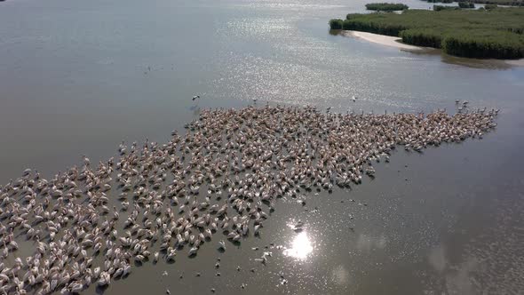 Pelican Colony at Besalma Lake in Moldova