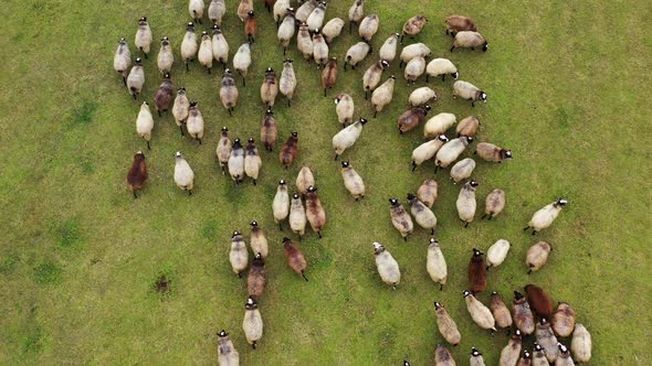 Group of funny fat sheep on field. Herd of domestic animals walking on the meadow. 