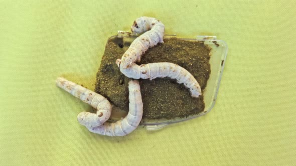 Top View Closeup of Four Small Silkworms Feeding