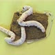 Top View Closeup of Four Small Silkworms Feeding - VideoHive Item for Sale