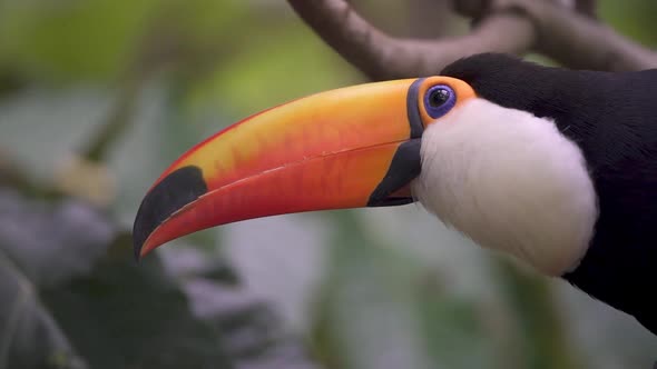 Close up profile head shot of a curious toco toucan, ramphastos toco with giant beak, perched on a t