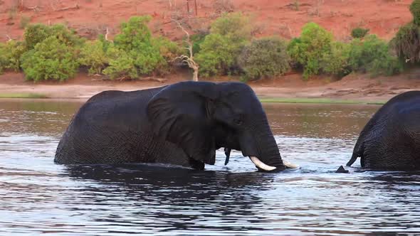 Two enormous elephants walk out of the Chobe River in Botswana, Africa