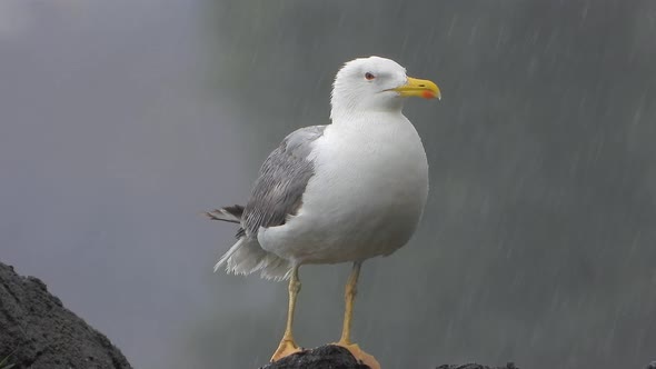 A Beautiful, Clean and Bright Feathered Seagull Bird on the Rock in Heavy Rain