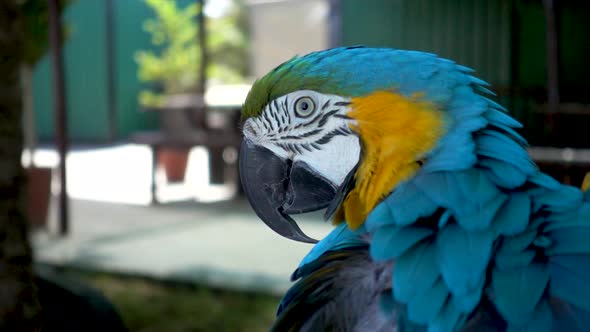 Slomo Close-up of A Beautiful Blue and Yellow Macaw Parrot Picking his Feathers.