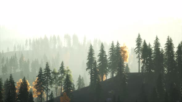 Sunlight in Spruce Forest in the Fog on the Background of Mountains at Sunset