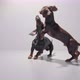 Two Dachshund Dog Puppies Playing on a Seamless White Studio Background - VideoHive Item for Sale