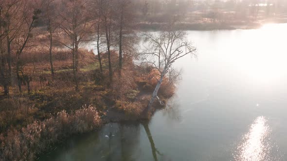 Aerial view of calm river bank with trees on a sunny autumn day.