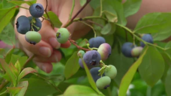 Female Hands are Picking Large Juicy Ripe Blueberries From the Bush