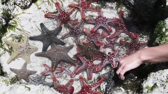 Lot of Colorful Starfish Lies in a Natural Coral Aquarium on the Ocean Shore