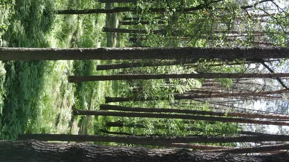 Vertical Video of Forest Landscape in Summer Slow Motion