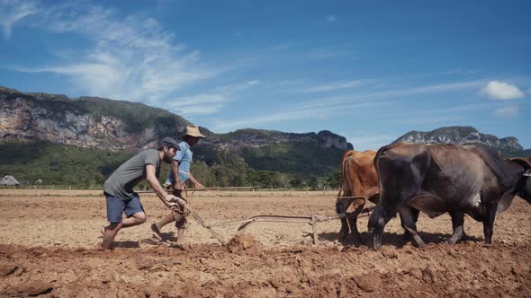 Men cultivating soil with plough and oxen in sunny day