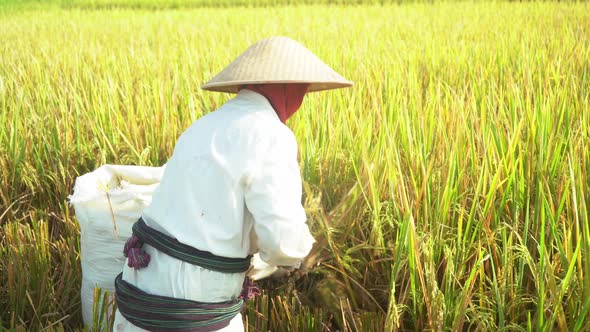 Farmer Harvesting Rice