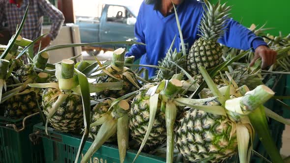 Pineapple HarvestingShot On GH5 with 12-35 f2.8Lens29.97fps