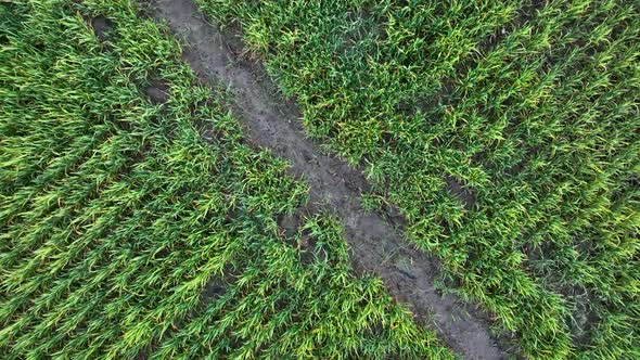 Farm Background Texture 4 K Aerial View