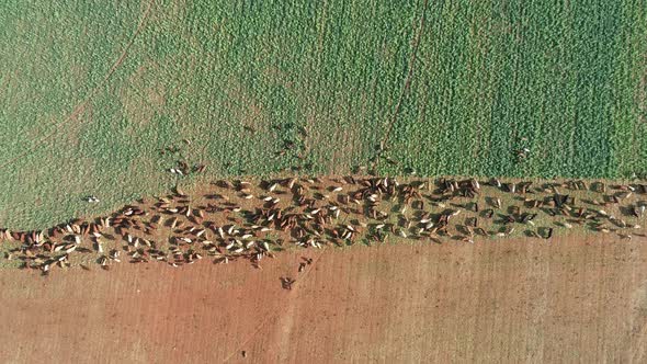 Aerial view of strip grazing by a herd of cattle with movable electrical fencing on a rural farm, So