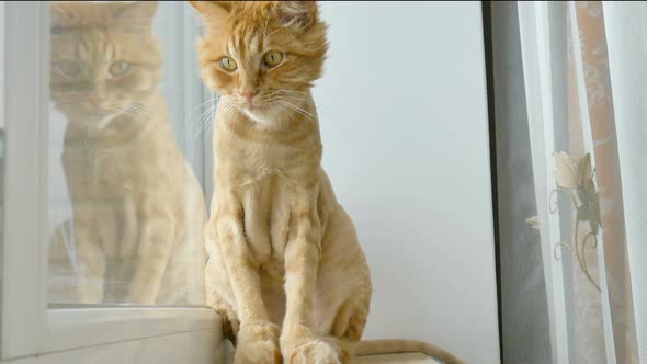 Trimmed Cat with Ginger Fur is Sitting on Windowsill After Grooming and Trimming During Summer