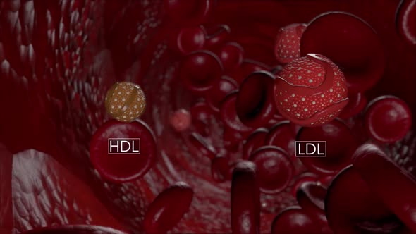 High-density lipoprotein (HDL) cholesterol