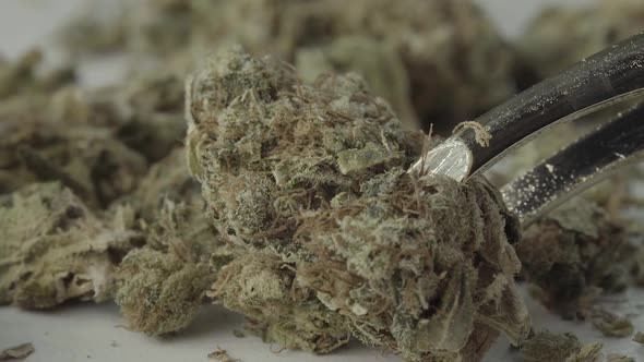 Marijuana. Cannabis. Hemp. Close-up. Slow Motion