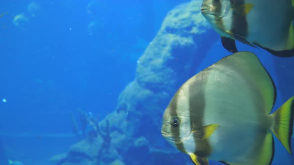 Flat Fishes Swim in Large Aquarium with Blue Water in Slow Motion