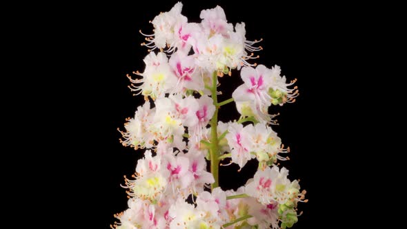 Beautiful White Flowers Blossoms on the Branches of Chestnut Tree