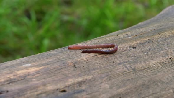 Earthworm in the Forest on a Tree Log. Long Worm Wriggles and Crawls.