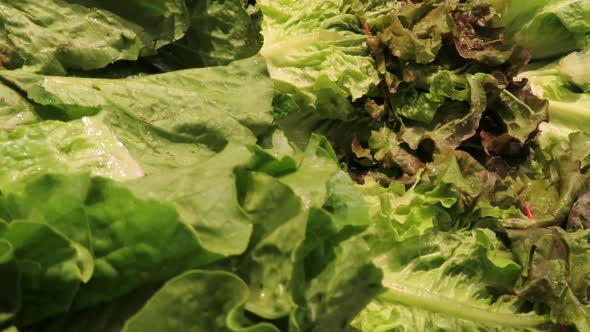 Romaine lettuce, red leaf lettuce, and green leaf lettuce in grocery store