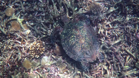 Hawksbill Sea Turtle Slowly Swimming in Blue Water Through Sunlight Try to Find Food on Coral Reef