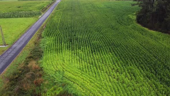 Rows of fresh plants on field in countryside