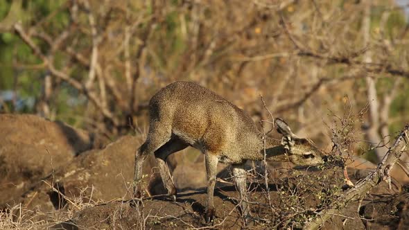 Feeding Klipspringer Antelope