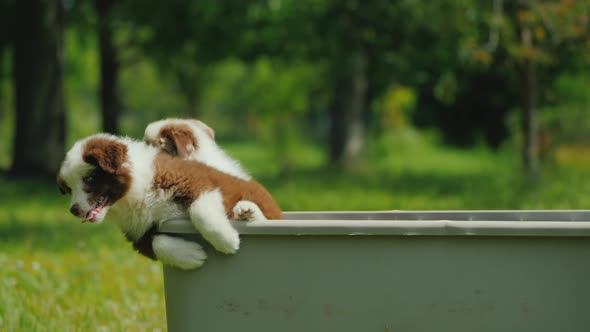 Several Stubborn Puppies are Trying to Get Out of the Basket