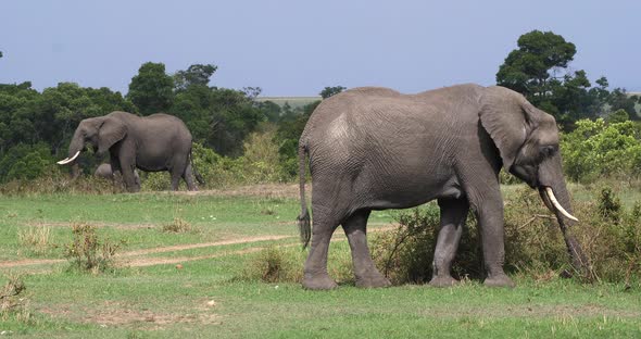African Elephant, loxodonta africana, Adult Eating the Bush, Masai Mara Park in Kenya, Real Time 4K