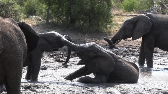 Young elephants playing in a mud wallow on a hot day in South Africa.